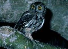 Western Screech-Owl Western Screech-Owl